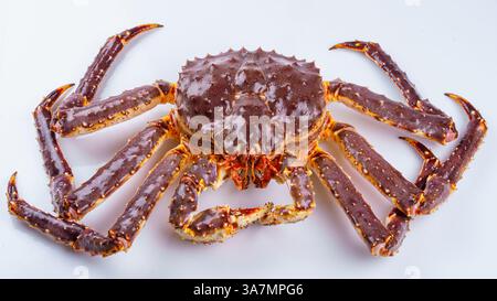 Grand crabe roi vivant isolé sur fond blanc Banque D'Images