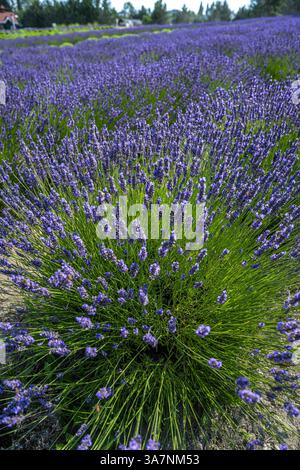 Champs de lavande sur la péninsule olympique dans l'État de Washington Banque D'Images