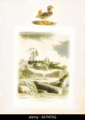 Une représentation magnifiquement illustrée d'un canard mandarin, mettant en valeur ses caractéristiques distinctives et son plumage vibrant. Ci-dessous, une image plus petite présente une représentation similaire, soulignant l’élégance et la grâce de l’oiseau dans un cadre naturel., Art classique avec une touche moderne réinventé par Artotop, Aix galericulata, Print, le canard mandarin (Aix galericulata) est une espèce de canard perché originaire d’Asie de l’est. Il est de taille moyenne, mesurant de 41 à 49 cm (16 à 19 po) de long avec une envergure de 65 à 75 cm (26 à 30 po). Il est étroitement apparenté au canard des bois d'Amérique du Nord, le seul autre membre du genre Aix. Aix est un ancien Banque D'Images