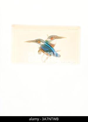 Deux Martins-pêcheurs aux couleurs vives perchés sur une branche, mettant en valeur leur plumage saisissant et leurs traits délicats, mis en évidence sur un fond doux et léger., Art classique avec une touche moderne réinventée par Artotop, Alcedo ispida, Print, le roi-pêcheur commun (Alcedo atthis) également connu sous le nom de roi-pêcheur eurasien, et le roi-pêcheur de rivière, est un petit martin-pêcheur avec sept sous-espèces reconnues dans sa large distribution à travers l'Eurasie et l'Afrique du Nord. Il réside dans une grande partie de son aire de répartition, mais migre des régions où les rivières gèlent en hiver., 1820-1863 Banque D'Images