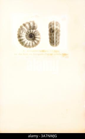 L'illustration présente deux représentations détaillées de fossiles de nautiloïdes, mettant en valeur leurs formes spirales et leurs surfaces texturées, accompagnées d'une étiquette scientifique référençant leur classification., Art classique avec une touche moderne réinventée par Artotop, Ammonites lyelli, Print, Ammonoidea, Ammonoids sont un groupe d'animaux mollusques marins éteints dans la sous-classe Ammonoidea de la classe Cephalopoda. Ces mollusques, communément appelés ammonites, sont plus étroitement apparentés aux coléoïdes vivants (poulpes, calmars et seiches) qu'aux nautiloïdes décortiqués tels que le Nautilus spec vivant Banque D'Images