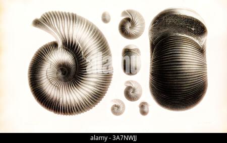 Un arrangement artistique de coquillages minutieusement détaillés, mettant en valeur diverses formes et motifs en spirale, avec un accent sur leurs textures et formes élégantes., Art classique avec une touche moderne réinventé par Artotop, Ammonites gervillii, Print, Ammonoidea, Ammonoids sont un groupe d'animaux mollusques marins éteints dans la sous-classe Ammonoidea de la classe Cephalopoda. Ces mollusques, communément appelés ammonites, sont plus étroitement apparentés aux coléoïdes vivants (poulpes, calmars et seiche) qu'aux nautiloïdes décortiqués comme les espèces vivantes de Nautilus. Les premières ammonites semblent dures Banque D'Images
