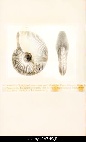 Une illustration présentant deux vues différentes d'une coquille d'ammonite, montrant sa structure enroulée complexe et sa texture détaillée. La coquille est accompagnée d'annotations scientifiques, indiquant sa classification et sa description., Art classique avec une touche moderne réinventé par Artotop, Ammonites parkinsoni compressus, Print, Ammonoidea, Ammonoids sont un groupe d'animaux mollusques marins éteints dans la sous-classe Ammonoidea de la classe Cephalopoda. Ces mollusques, communément appelés ammonites, sont plus étroitement apparentés aux coléoïdes vivants (poulpes, calmars et seiche) qu'ils ne le sont Banque D'Images