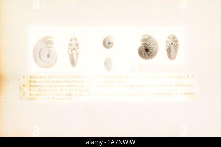Une collection de diverses coquilles d'ammonite est présentée, mettant en valeur leurs formes complexes de spirale et leurs textures uniques. Chaque spécimen est étiqueté avec un nombre et des références à la littérature scientifique, soulignant leur importance dans la paléontologie., Art classique avec une touche moderne réinventé par Artotop, Ammonites flexuosus canaliculatus, Print, Ammonoidea, Ammonoids sont un groupe d'animaux de mollusques marins éteints dans la sous-classe Ammonoidea de la classe Cephalopoda. Ces mollusques, communément appelés ammonites, sont plus étroitement liés aux coléoïdes vivants (poulpes, calmars et seiche) Banque D'Images