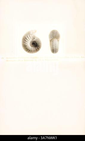 Une illustration détaillée d'une paire d'ammonites, mettant en valeur leurs formes spirales distinctes et leurs coquilles texturées, accompagnées d'étiquettes scientifiques et d'un fond clair., Art classique avec une touche moderne réinventée par Artotop, Ammonites parkinsoni longidens, Print, Ammonoidea, Ammonoids sont un groupe d'animaux mollusques marins éteints dans la sous-classe Ammonoidea de la classe Cephalopoda. Ces mollusques, communément appelés ammonites, sont plus étroitement apparentés aux coléoïdes vivants (poulpes, calmars et seiche) qu'aux nautiloïdes décortiqués comme les espèces vivantes de Nautilus. L'earli Banque D'Images