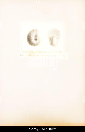 Une illustration détaillée montrant deux spécimens fossiles d'ammonites distincts, mettant en évidence leurs formes et caractéristiques uniques de coquille., Art classique avec une touche moderne réinventé par Artotop, Ammonites striatus, Print, Ammonoidea, Ammonoids sont un groupe d'animaux de mollusques marins éteints dans la sous-classe Ammonoidea de la classe Cephalopoda. Ces mollusques, communément appelés ammonites, sont plus étroitement apparentés aux coléoïdes vivants (poulpes, calmars et seiche) qu'aux nautiloïdes décortiqués comme les espèces vivantes de Nautilus. Les premières ammonites apparaissent pendant le Dévonien, et le Banque D'Images