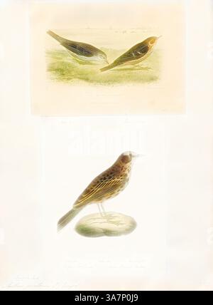 Une illustration détaillée représentant deux espèces d'oiseaux, chacune représentée avec une précision élégante. La section supérieure présente deux oiseaux de profil sur un fond naturel tamisé, tandis que la section inférieure présente un oiseau perché sur un rocher, mis en évidence par une coloration subtile. Les deux illustrations reflètent un accent sur l'anatomie et la beauté aviaires., Art classique avec une touche moderne réinventé par Artotop, Anthus pratensis, Print, le pipit de prairie (Anthus pratensis) est un petit oiseau passereau qui se reproduit dans une grande partie du nord-ouest de l'Eurasie, du sud-est du Groenland et de l'Islande à l'est jusqu'à l'est de l'Oural Banque D'Images