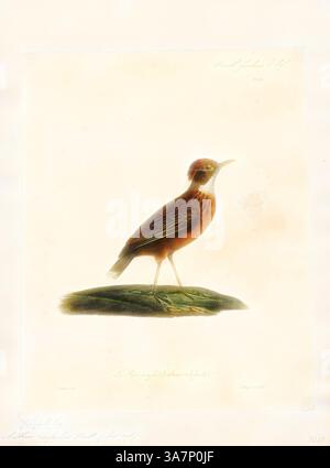 Une illustration détaillée d'un oiseau, mettant en valeur son plumage brun rougeâtre distinctif et sa position d'alerte. Il se dresse sur un petit monticule vert, soulignant ses caractéristiques délicates et son expression vive., Art classique avec une touche moderne réinventé par Artotop, Anthus rufulus, Print, le pipit paddyfield ou Oriental pipit (Anthus rufulus) est un petit oiseau passerin de la famille des pipits et wagtail. C'est un éleveur résident (non migrateur) dans les broussailles ouvertes, les prairies et la culture en Asie du Sud, à l'est des Philippines. Bien que parmi les rares pipits de reproduction dans la région asiatique, l'identification devient difficile Banque D'Images