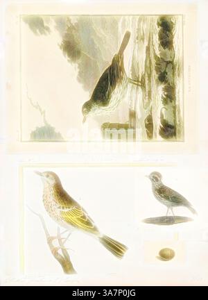 Une collection d'illustrations d'oiseaux présentant des représentations détaillées de deux espèces distinctes perchées et dans diverses poses, entourées d'éléments naturels subtils. L'œuvre met en évidence des motifs et des textures de plumes complexes, soulignant la beauté de la vie aviaire., Art classique avec une touche moderne réinventé par Artotop, Anthus pratensis, Print, le pipit de prairie (Anthus pratensis) est un petit oiseau passerin qui se reproduit dans une grande partie du nord-ouest de l'Eurasie, du sud-est du Groenland et de l'Islande à l'est juste à l'est des montagnes de l'Oural en Russie, et du sud au centre de la France et de la Roumanie ; il y est Banque D'Images