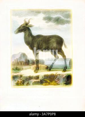 Un animal majestueux se dresse gracieusement sur un paysage pittoresque, entouré de collines ondulantes et de nuages spectaculaires. Son profil fort présente des cornes proéminentes, tandis que la toile de fond présente un plan d'eau serein et des ruines lointaines, mélangeant la nature et l'histoire harmonieusement., L'art classique avec une touche moderne réinventée par Artotop, Antilope bubalis, Print, Blackbuck, le blackbuck (Antilope cervicapra), également connu sous le nom d'antilope indienne, est une antilope trouvée en Inde, au Népal et au Pakistan. Le blackbuck est le seul membre existant du genre Antilope. L'espèce a été décrite et a reçu son nom binomial b Banque D'Images