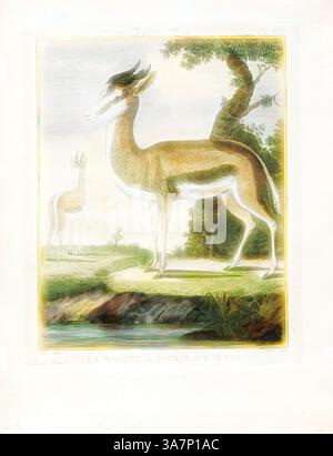 Une élégante gazelle se dresse gracieusement près d'une source d'eau, mettant en valeur ses caractéristiques distinctes. En arrière-plan, une autre gazelle est partiellement visible parmi une végétation luxuriante, contribuant à une scène sauvage sereine. Les courbes douces et les couches du paysage créent une atmosphère harmonieuse., art classique avec une touche moderne réinventée par Artotop, Antilope euchore, Print, Blackbuck, le blackbuck (Antilope cervicapra), également connu sous le nom d'antilope indienne, est une antilope trouvée en Inde, au Népal et au Pakistan. Le blackbuck est le seul membre existant du genre Antilope. L'espèce a été décrite et donnée Banque D'Images