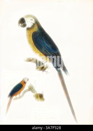 Une illustration vibrante de deux aras perchés sur des branches, mettant en valeur leur plumage saisissant avec des nuances de bleu, jaune et vert, ainsi que des détails complexes de leurs caractéristiques et de leurs environs., Art classique avec une touche moderne réinventée par Artotop, Ara ararauna, Print, l'aras bleu et jaune (Ara ararauna), également connu sous le nom d'aras bleu et or, est un grand perroquet sud-américain avec des parties principalement bleues et des teintes vert clair, avec des nuances sur sa tête de dégradé. C'est un membre du grand groupe de perroquets néotropicaux connus sous le nom d'aras. Il habite la forêt (surtout v Banque D'Images