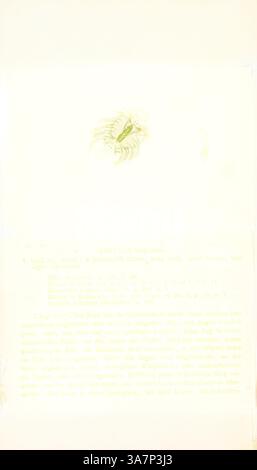 Argulus delphinus, Imprimer, Argulidae Argulidae, la famille contient ...