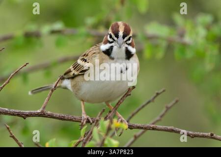 Mexique, basse Californie, El Sargento, Lark Sparrow, Chondestes grammacus Banque D'Images