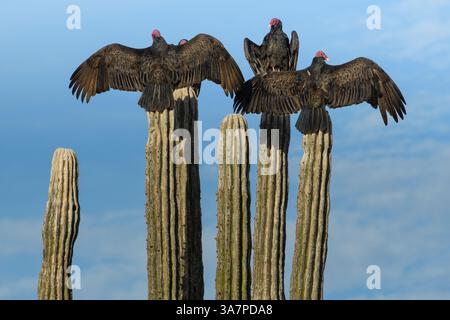 Mexique, basse-Californie, San Ignacio, vautours, Cardon, vautours de dinde, Cathartes aura Banque D'Images