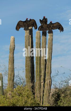 Mexique, basse-Californie, San Ignacio, vautours, Cardon, cactus, oiseau, mexicain, désert, sonora, extérieur, oiseaux, vautour de dinde, aura Cathartes Banque D'Images