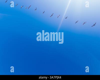 Regardant vers le ciel avec un troupeau de pélicans bruns volant et des rayons de soleil dans le ciel bleu clair Banque D'Images
