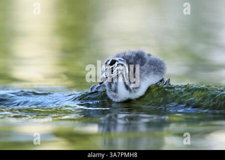 Great Crested Grebe (Podiceps festonné Ribonfish), poussin assis sur une pierre, lac de Zoug, Canton de Zoug, Suisse, Europe Banque D'Images