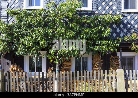 Poire (Pyrus) poussant comme un treillis sur une maison à colombages, petit jardin devant avec des piles de bois sur le mur de la maison, Obercunnersdorf, Oberlausitz Banque D'Images