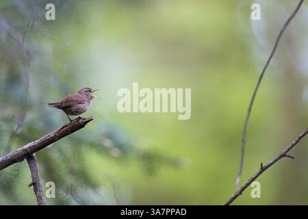 Wren (troglodytes troglodytes), assis et chantant sur une branche, Bad Homburg, Hesse, Allemagne, Europe Banque D'Images