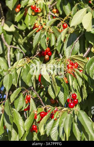 Cerises douces rouges mûres (prunus) accrochées à l'arbre, Saxe, Allemagne, Europe Banque D'Images