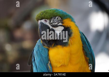 Portrait coloré en gros plan de la tête d'un aras, un perroquet tropical aux plumes jaunes et bleues vives. Banque D'Images