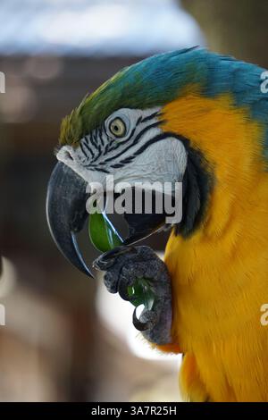 Gros plan vertical d'un aras, un perroquet tropical coloré, tenant une feuille dans ses griffes pour le manger. Banque D'Images