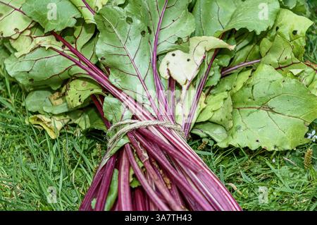 Betteraves biologiques cultivées à la maison récemment récoltées Banque D'Images