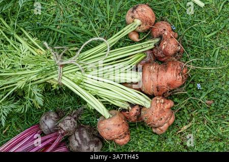 Légumes biologiques cultivés à la maison récemment récoltés Banque D'Images