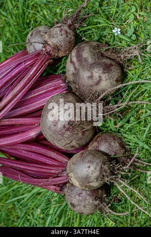 Betteraves biologiques cultivées à la maison récemment récoltées Banque D'Images