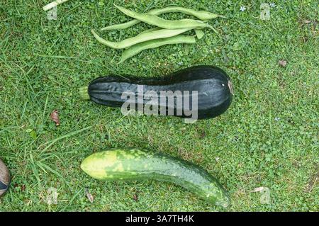 Légumes biologiques cultivés à la maison récemment récoltés Banque D'Images