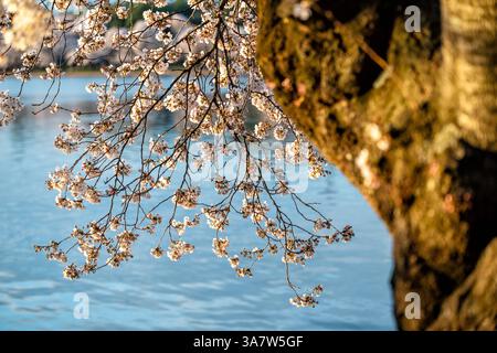 Fleurs de cerisier au Tidal Basin à Washington DC | WASHINGTON D.C., États-Unis — Les branches délicates d’un cerisier japonais en fleurs surplombent le Tidal Basin, encadrées par le tronc d’un spécimen mature dans le West Potomac Park. Les arbres, principalement des Yoshino, ont été offerts à Washington par la ville de Tokyo en 1912 en signe d’amitié entre le Japon et les États-Unis. Banque D'Images