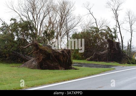30 OCTOBRE 2012 : une paire d'arbres massifs sont déracinés le long de Old Frederick Road, au nord de Frederick, MD, après une nuit dévastatrice de vents violents et de fortes pluies pendant la visite de l'ouragan Sandy dans le comté de Frederick, MD. (Crédit image : © John Middlebrook/Cal Sport Media/ZUMAPRESS.com) Banque D'Images