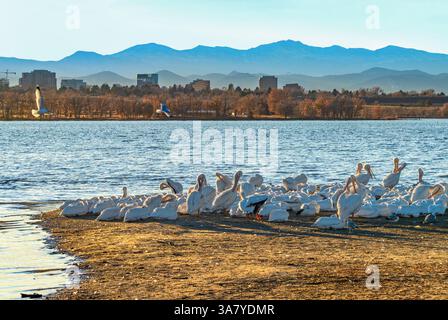 Un groupe de pélicans blancs d'Amérique se sont rassemblés sur la rive de Pelican point alors que le soleil se couche au Cherry Creek State Park, Colorado, au cours de la saison d'automne. Banque D'Images