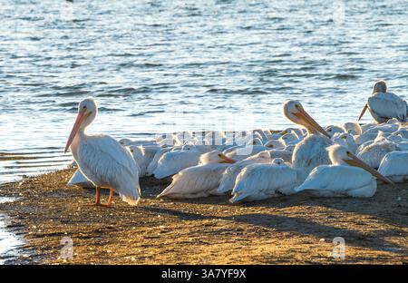 Les pélicans blancs d'Amérique nichés les uns à côté des autres près du rivage en attendant le coucher du soleil au parc d'État de Cherry Creek dans le Colorado. Vue rapprochée. Banque D'Images