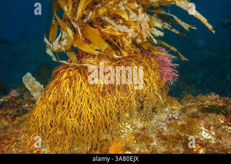 Le « holdfast » est le système racinaire qui ancre le varech géant, Macrocystis pyrifera, au fond de l'océan. Catalina Island, Californie, États-Unis. Banque D'Images