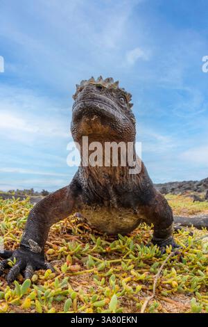 Cet iguane marin des Galapagos, Amblyrhynchus cristatus, fait partie d'une colonie de centaines sur une plage de la baie de Tortuga, Puerto Ayora, île de Santa Cruz, Gala Banque D'Images