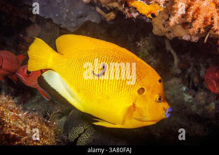 Le poisson-ange à trois taches, Apolemichthys trimaculatus, est également connu sous le nom de poisson-ange à ailerons drapeaux, Raja Ampat, Indonésie. Banque D'Images