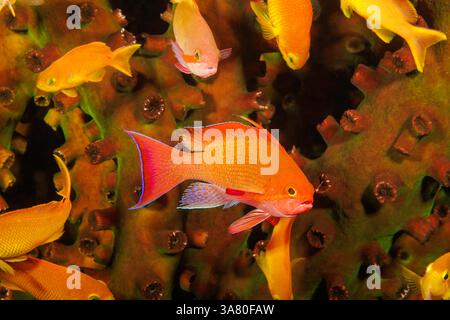 Lyretail anthias, Pseudanthias squamipinnis, gros plan d'un mâle avec son harem de femelles devant une colonie de corail tube vert, Tubastrea micrantha, Banque D'Images