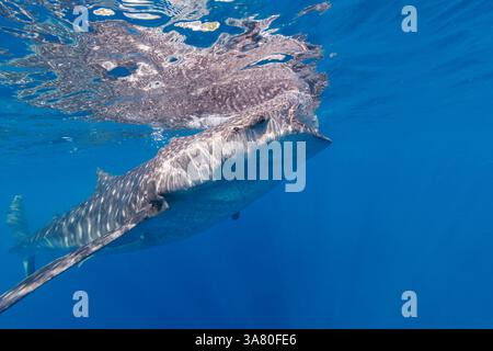 Un requin-baleine, Rhiniodon typus, avec sa bouche ouverte, l'alimentation du filtre à la surface, aux Philippines. C'est la plus grande espèce de poisson. Banque D'Images