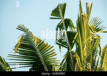 La feuille de coco Cocos nucifera est une longue fronde plumes et arquée caractéristique du cocotier. Lisse et flexible mais robuste Banque D'Images