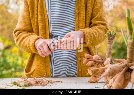 Jardinière femelle divisant les dahlias. Morceaux de tubercules de dahlia fraîchement soulevés et lavés en division. Fendre les dahlias avant le stockage hivernal. Banque D'Images