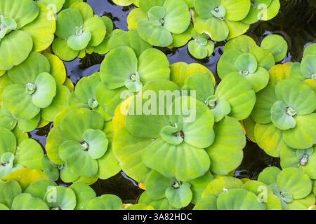 Un étang à Boracay, Philippines presque entièrement recouvert de choux d'eau verdoyants créant un tapis flottant dense de feuilles Banque D'Images