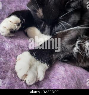 “Gros plan de la patte blanche tendue d’un chat Tuxedo noir et blanc, enroulé endormi sur une couverture mauve douce.” Banque D'Images