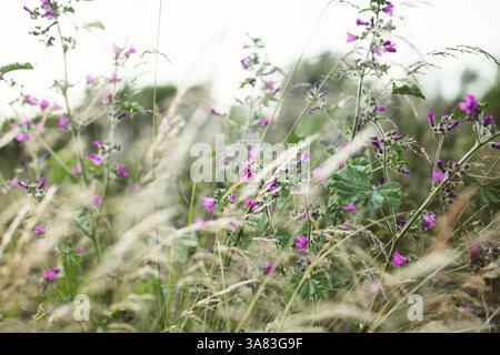 Fleurs violettes soufflant dans le vent dans un long champ herbeux Banque D'Images