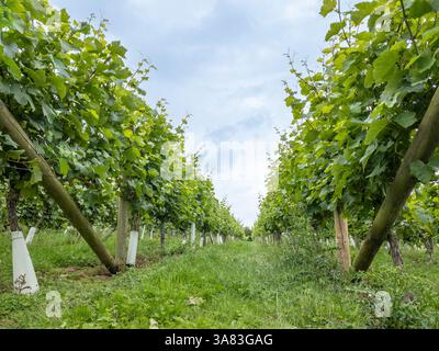 Prise de vue à angle bas entre des rangées de vignes vertes luxuriantes à Ryedale Vineyard, North Yorkshire. ROYAUME-UNI Banque D'Images