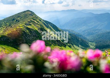 Printemps dans les montagnes - fleurs de rhododendrons vibrantes couvrant des pentes verdoyantes, baignées dans les tons chauds du matin et entourées de sommets brumeux Banque D'Images