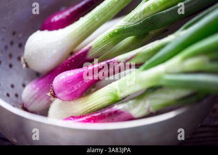 Photo macro de jeunes oignons de jardin avec des légumes verts et des gouttes d'eau dans une passoire en métal. Photographie culinaire détaillée Banque D'Images