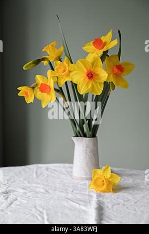 Jonquilles jaunes dans un vase en céramique. Fond de fleurs de printemps Banque D'Images