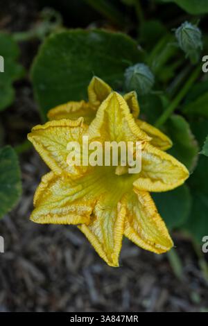 Cucurbita moschata Musquee de Provence fleur jaune de citrouille, plante de la famille des Cucurbitaceae. Banque D'Images
